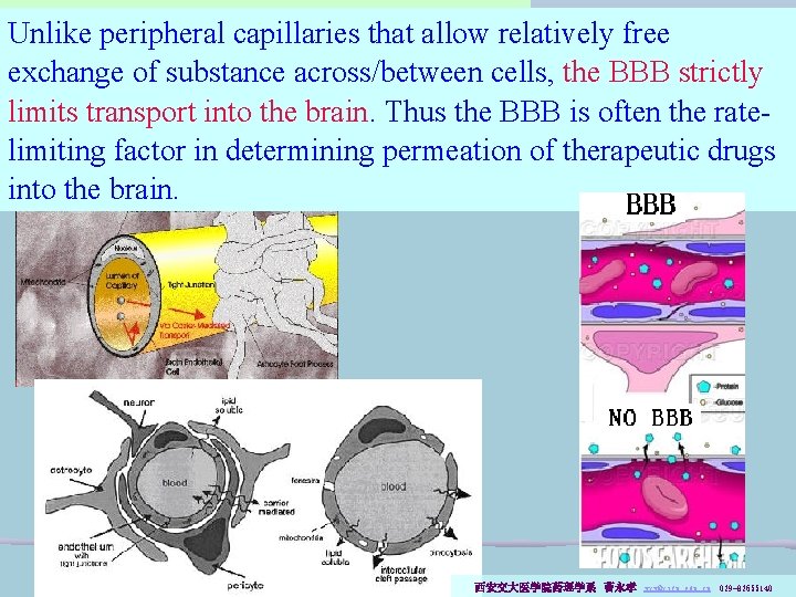 Unlike peripheral capillaries that allow relatively free Pharmacokinetics exchange of substance across/between cells, the