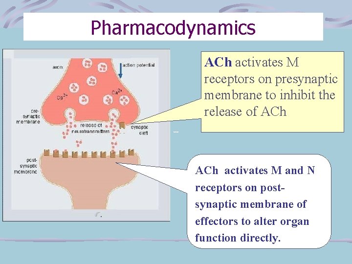 Pharmacodynamics ACh activates M receptors on presynaptic membrane to inhibit the release of ACh