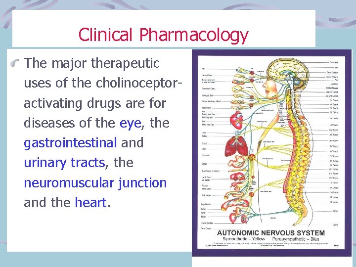 Clinical Pharmacology The major therapeutic uses of the cholinoceptoractivating drugs are for diseases of