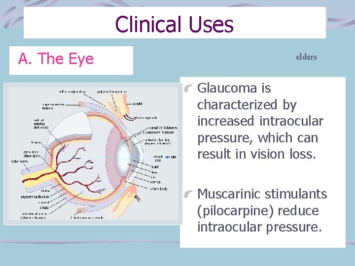Clinical Uses A. The Eye elders Glaucoma is characterized by increased intraocular pressure, which