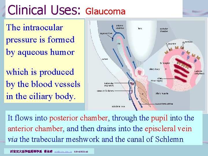 Clinical Uses: Glaucoma The intraocular pressure is formed by aqueous humor which is produced