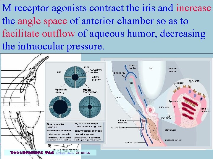 M receptor agonists contract the iris and increase the angle space of anterior chamber