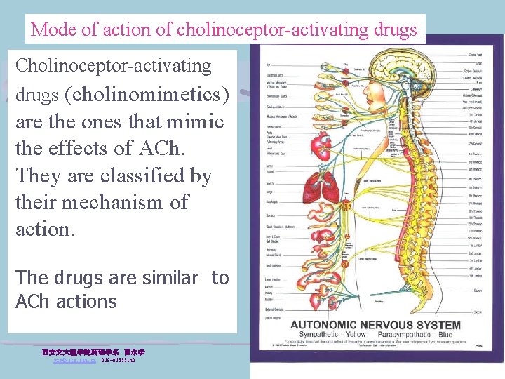 Mode of action of cholinoceptor-activating drugs Cholinoceptor-activating drugs (cholinomimetics) are the ones that mimic