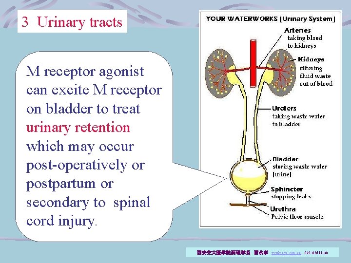 3 Urinary tracts M receptor agonist can excite M receptor on bladder to treat