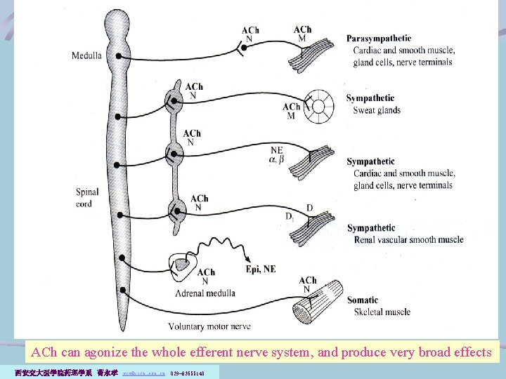 ACh can agonize the whole efferent nerve system, and produce very broad effects 西安交大医学院药理学系