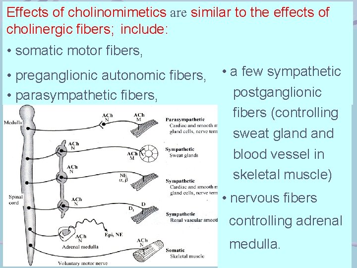 Effects of cholinomimetics are similar to the effects of cholinergic fibers; include: • somatic
