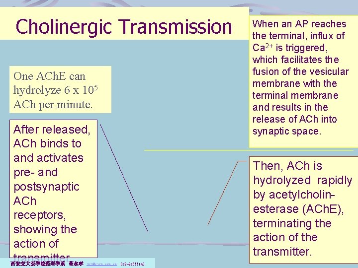 Cholinergic Transmission One ACh. E can hydrolyze 6 x 105 ACh per minute. After