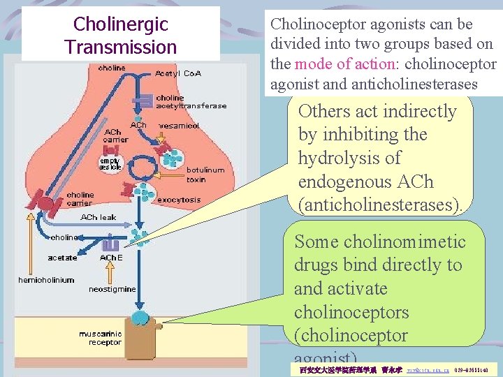 Cholinergic Transmission Cholinoceptor agonists can be divided into two groups based on the mode
