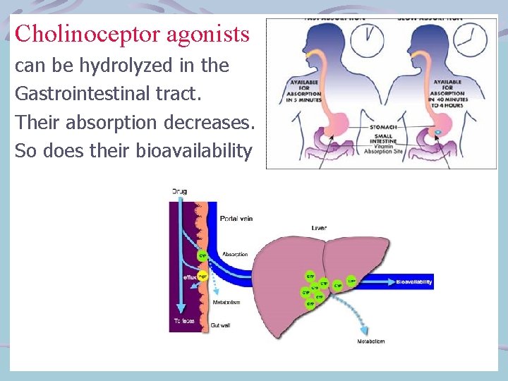 Cholinoceptor agonists can be hydrolyzed in the Gastrointestinal tract. Their absorption decreases. So does