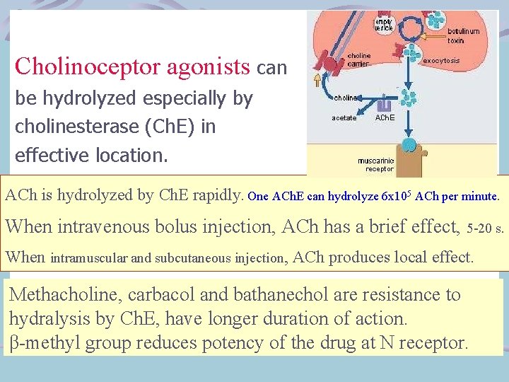 Cholinoceptor agonists can be hydrolyzed especially by cholinesterase (Ch. E) in effective location. ACh