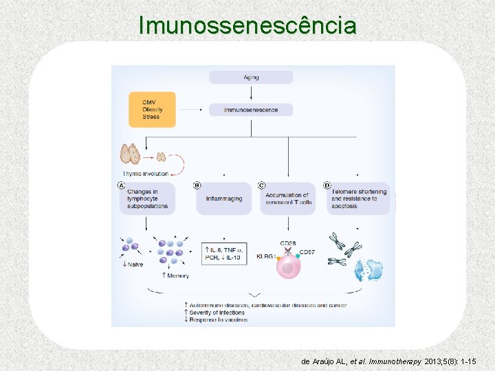 Imunossenescência de Araújo AL, et al. Immunotherapy 2013; 5(8): 1 -15 