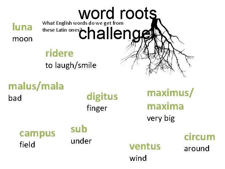 luna word roots challenge What English words do we get from these Latin ones? luna word roots challenge What English words do we get from these Latin ones?