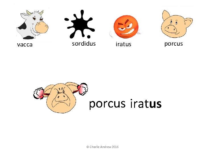 vacca sordidus iratus porcus iratus © Charlie Andrew 2016 porcus vacca sordidus iratus porcus iratus © Charlie Andrew 2016 porcus