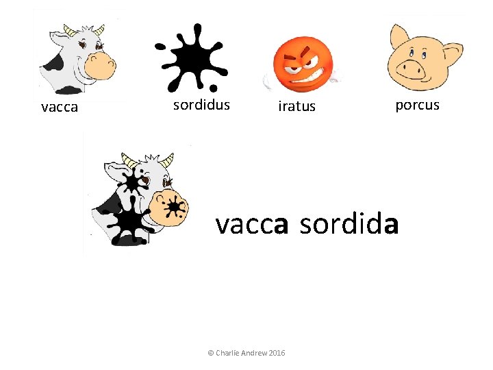 vacca sordidus iratus porcus vacca sordida © Charlie Andrew 2016 vacca sordidus iratus porcus vacca sordida © Charlie Andrew 2016