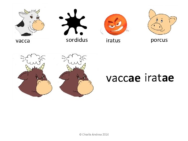 vacca sordidus iratus porcus vaccae iratae © Charlie Andrew 2016 vacca sordidus iratus porcus vaccae iratae © Charlie Andrew 2016