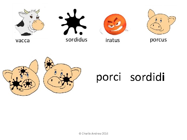 vacca sordidus iratus porci sordidi © Charlie Andrew 2016 vacca sordidus iratus porci sordidi © Charlie Andrew 2016