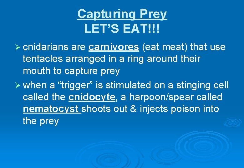 Capturing Prey LET’S EAT!!! Ø cnidarians are carnivores (eat meat) that use tentacles arranged