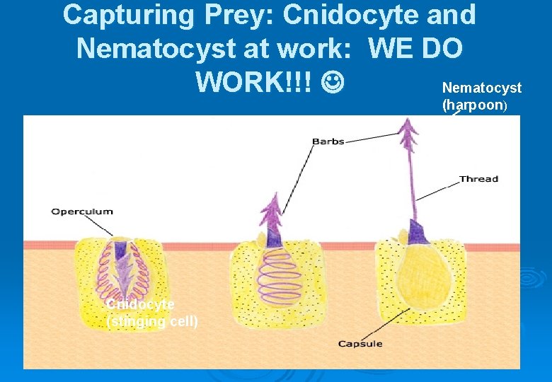 Capturing Prey: Cnidocyte and Nematocyst at work: WE DO WORK!!! Nematocyst (harpoon) Cnidocyte (stinging