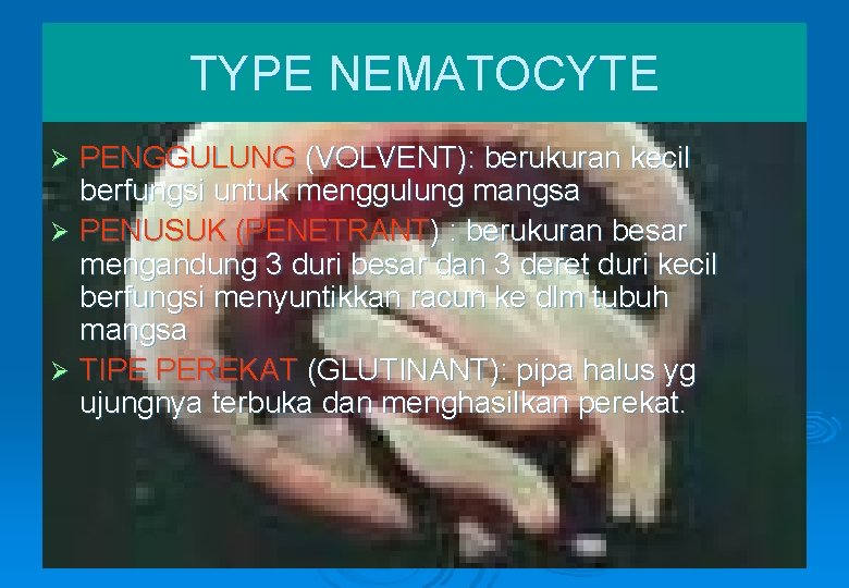 TYPE NEMATOCYTE PENGGULUNG (VOLVENT): berukuran kecil berfungsi untuk menggulung mangsa Ø PENUSUK (PENETRANT) :