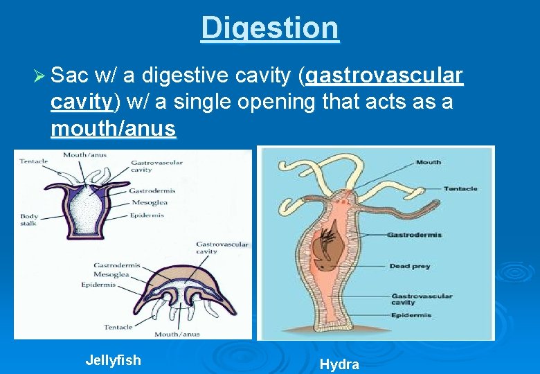 Digestion Ø Sac w/ a digestive cavity (gastrovascular cavity) w/ a single opening that