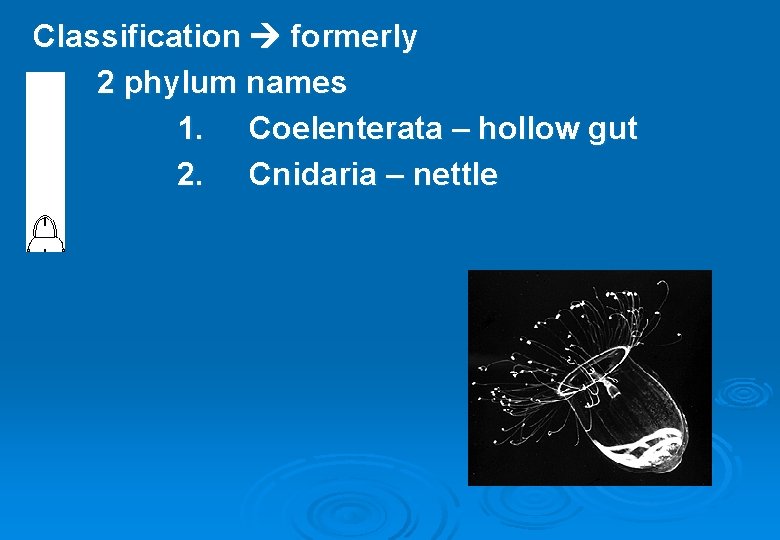 Classification formerly 2 phylum names 1. Coelenterata – hollow gut 2. Cnidaria – nettle