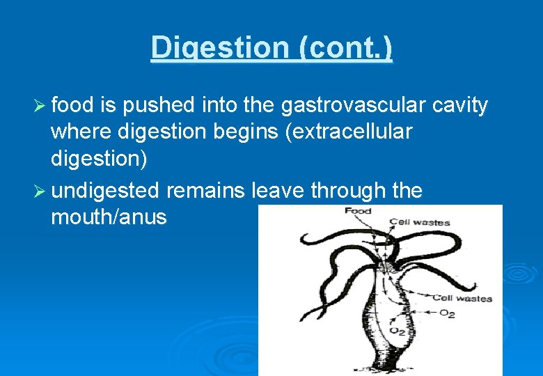 Digestion (cont. ) Ø food is pushed into the gastrovascular cavity where digestion begins