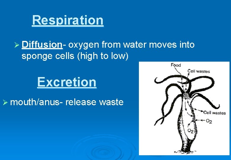 Respiration Ø Diffusion- oxygen from water moves into sponge cells (high to low) Excretion