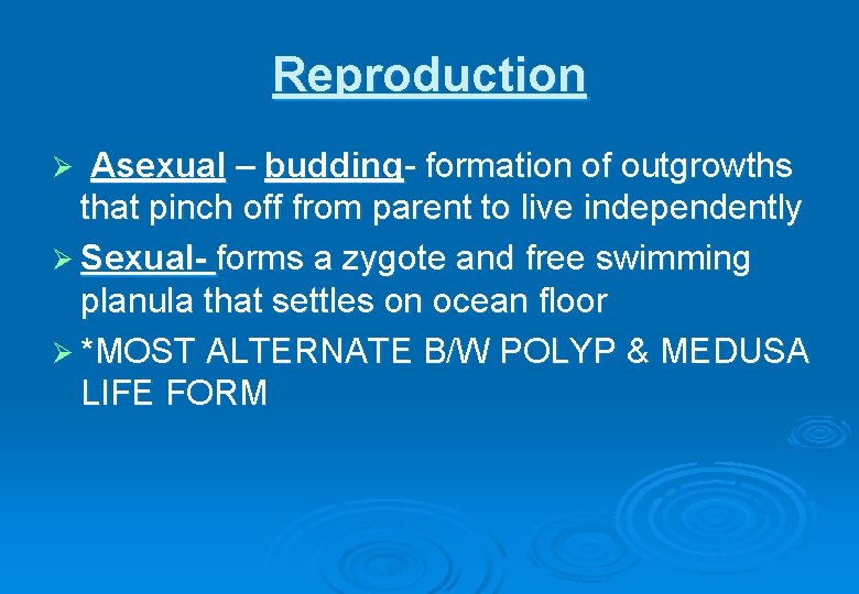 Reproduction Asexual – budding- formation of outgrowths that pinch off from parent to live