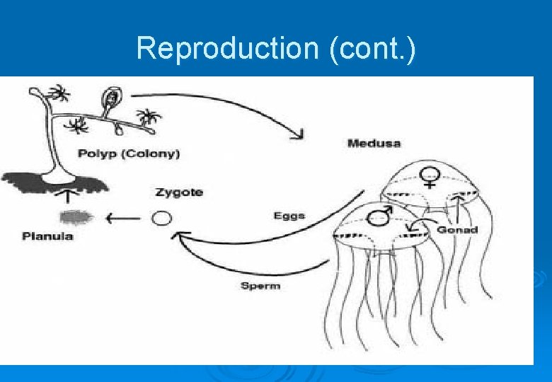 Reproduction (cont. ) 