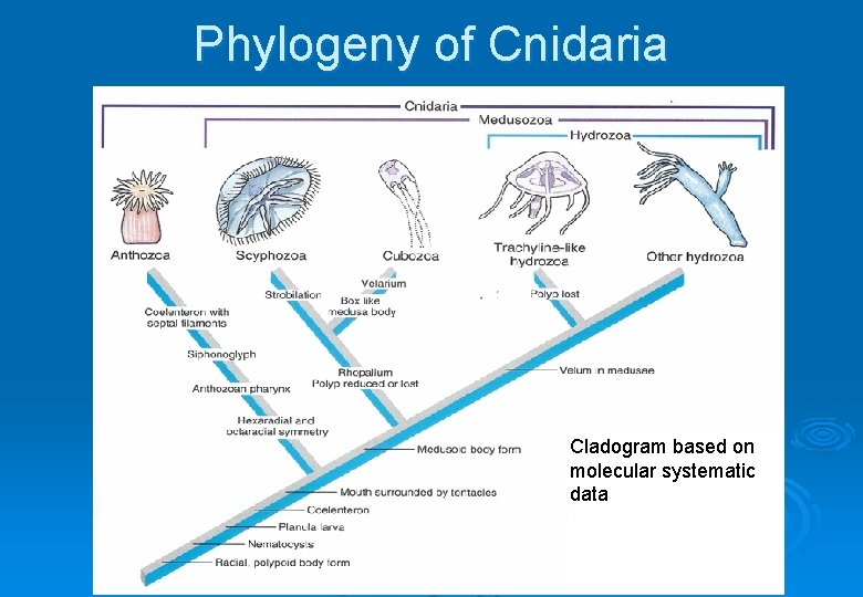 Phylogeny of Cnidaria Cladogram based on molecular systematic data 