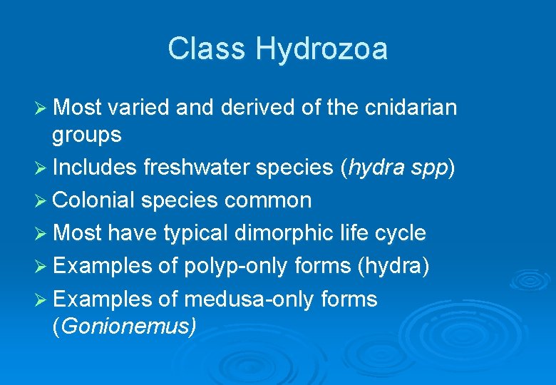 Class Hydrozoa Ø Most varied and derived of the cnidarian groups Ø Includes freshwater