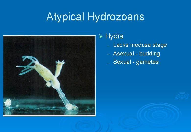 Atypical Hydrozoans Ø Hydra – – – Lacks medusa stage Asexual - budding Sexual