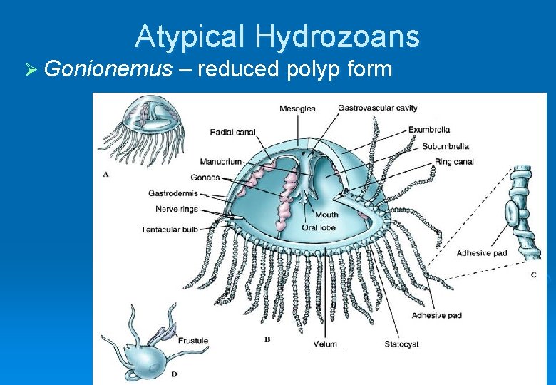 Atypical Hydrozoans Ø Gonionemus – reduced polyp form 