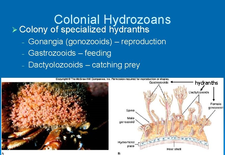 Colonial Hydrozoans Ø Colony of specialized hydranths – – – Gonangia (gonozooids) – reproduction