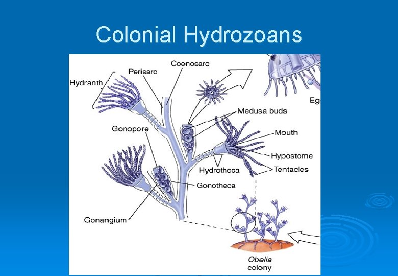Colonial Hydrozoans 