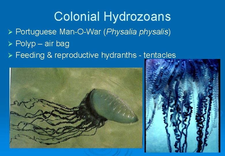 Colonial Hydrozoans Portuguese Man-O-War (Physalia physalis) Ø Polyp – air bag Ø Feeding &