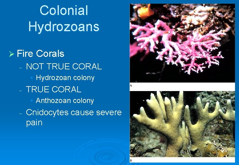 Colonial Hydrozoans Ø Fire Corals – NOT TRUE CORAL • Hydrozoan colony – TRUE