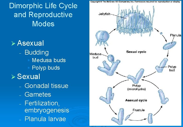 Dimorphic Life Cycle and Reproductive Modes Ø Asexual – Budding • Medusa buds •