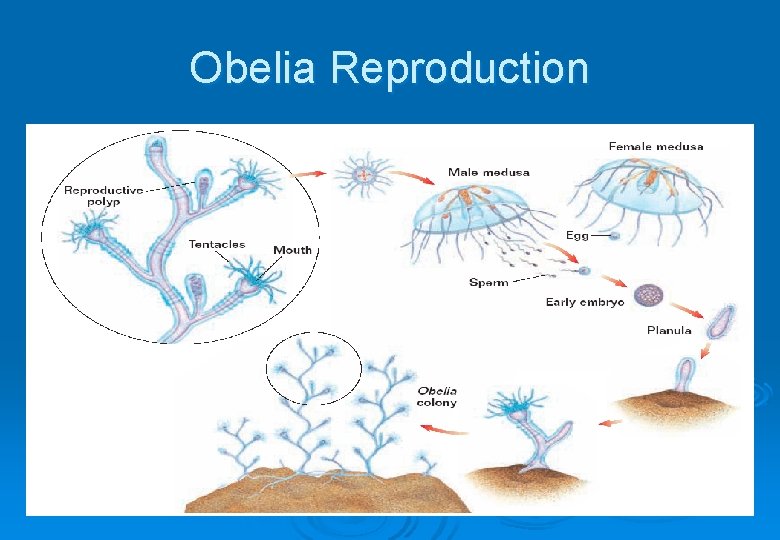 Obelia Reproduction 