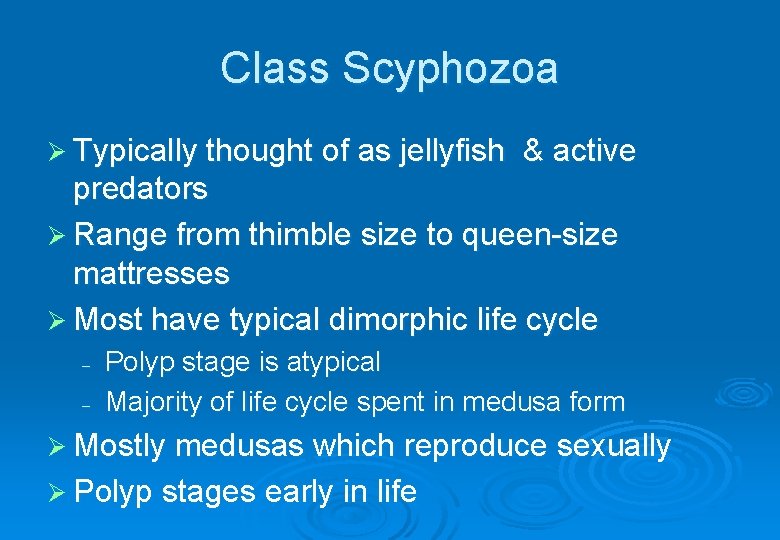 Class Scyphozoa Ø Typically thought of as jellyfish & active predators Ø Range from