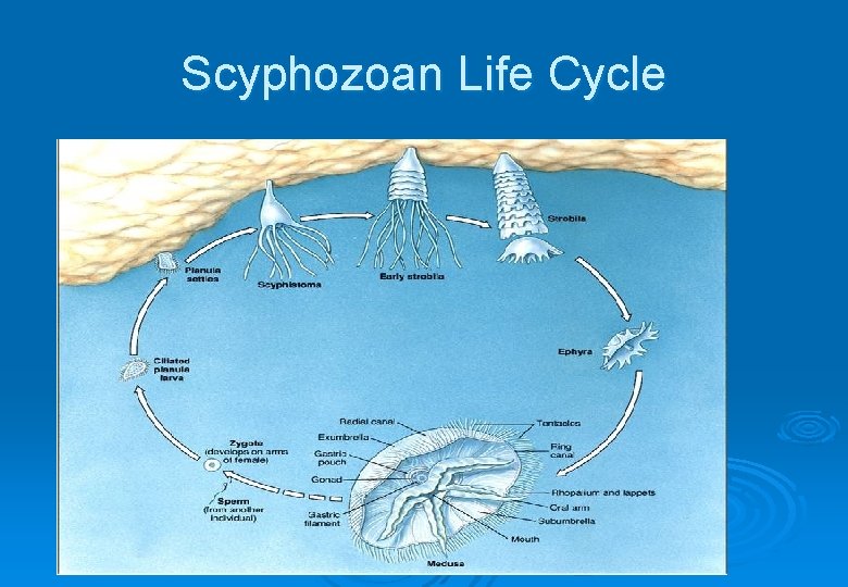Scyphozoan Life Cycle 