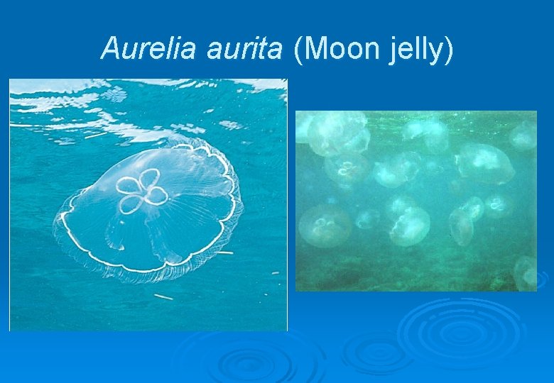 Aurelia aurita (Moon jelly) 