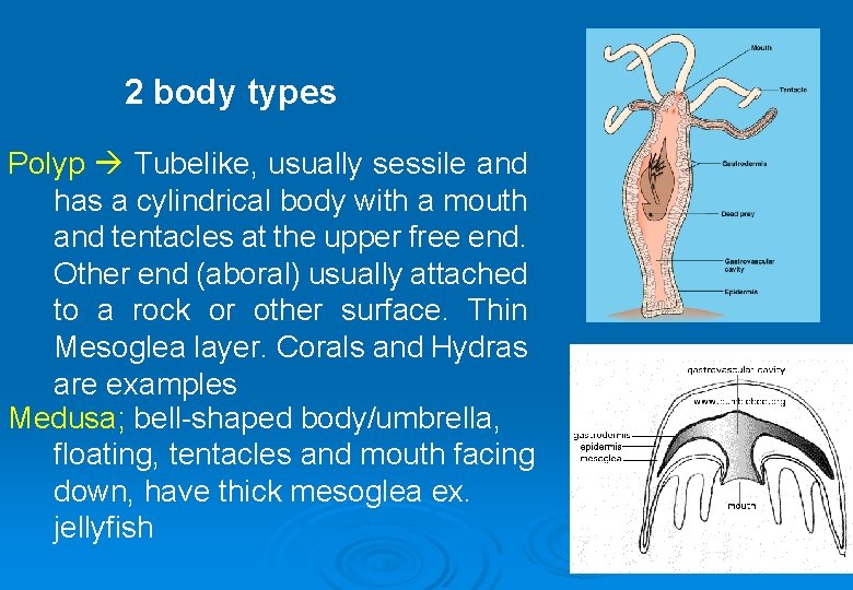 2 body types Polyp Tubelike, usually sessile and has a cylindrical body with a