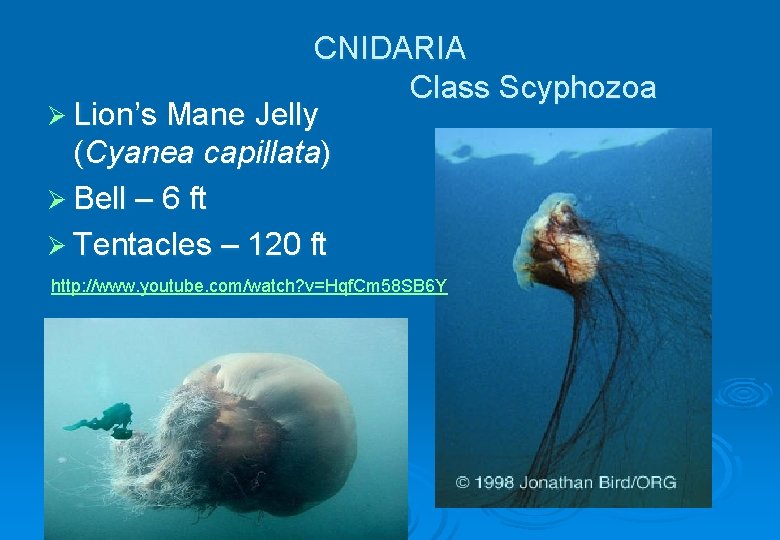 CNIDARIA Class Scyphozoa Ø Lion’s Mane Jelly (Cyanea capillata) Ø Bell – 6 ft