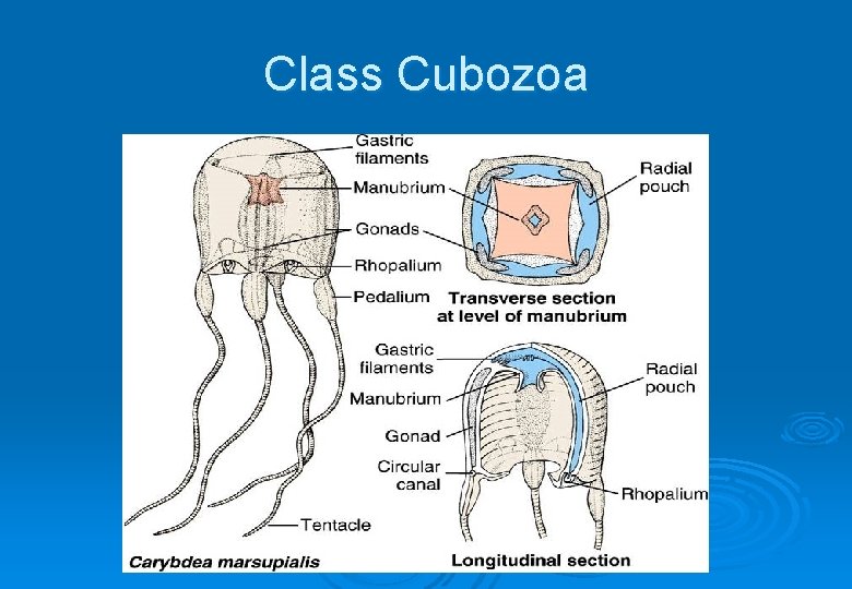 Class Cubozoa 