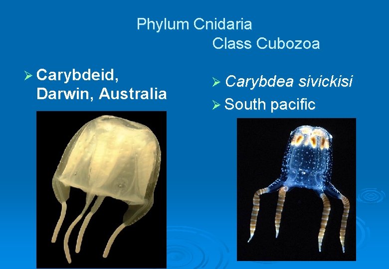 Phylum Cnidaria Class Cubozoa Ø Carybdeid, Darwin, Australia Ø Carybdea sivickisi Ø South pacific