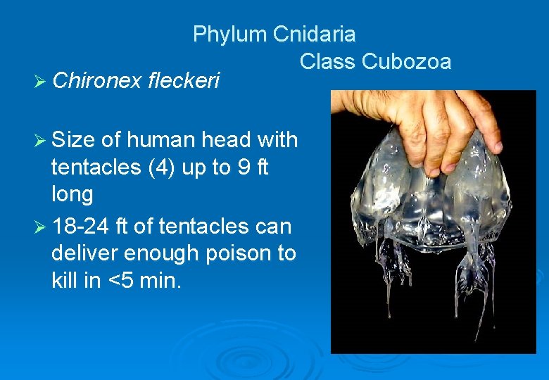 Phylum Cnidaria Class Cubozoa Ø Chironex fleckeri Ø Size of human head with tentacles