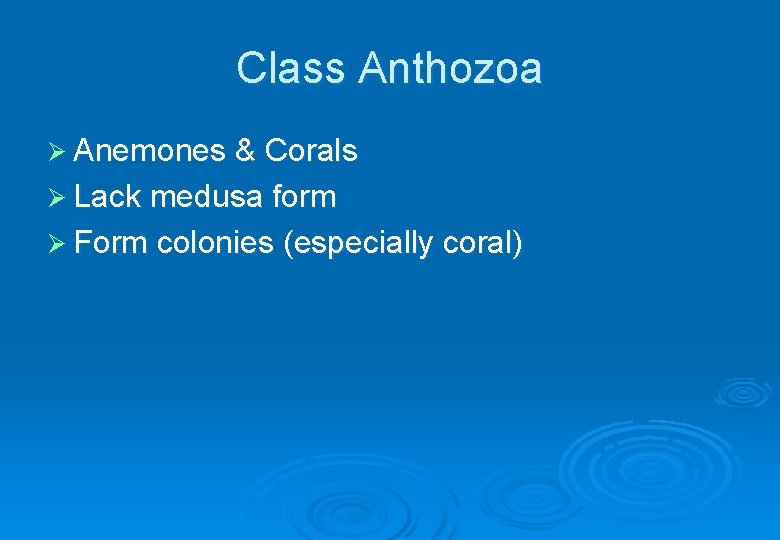 Class Anthozoa Ø Anemones & Corals Ø Lack medusa form Ø Form colonies (especially