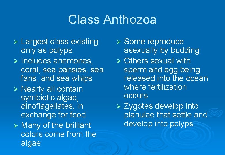 Class Anthozoa Largest class existing only as polyps Ø Includes anemones, coral, sea pansies,
