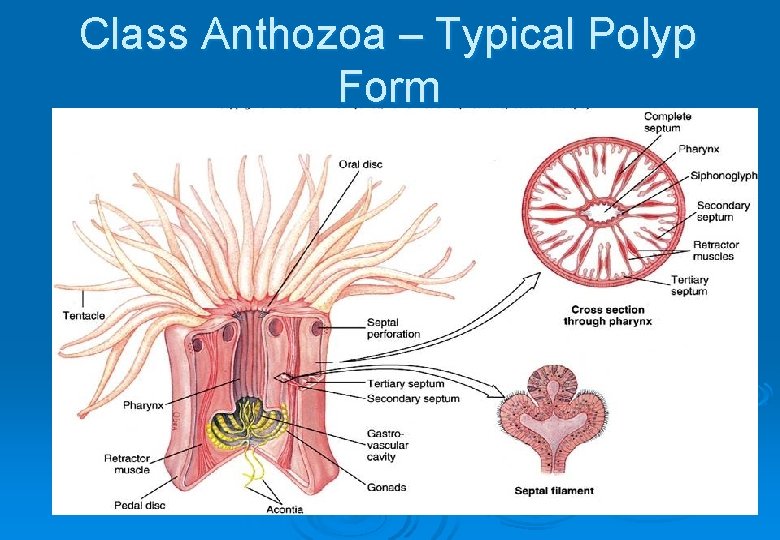 Class Anthozoa – Typical Polyp Form 